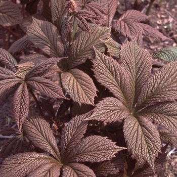 Rodgersia pinnata 'Chocolate Wing' PPAF