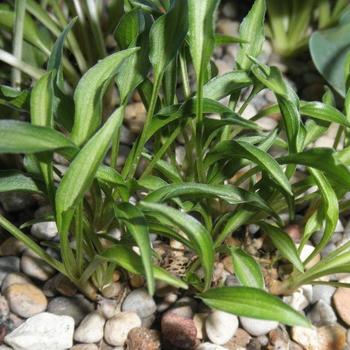 Hosta 'Tears of Joy' 