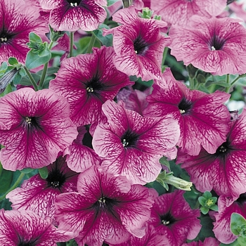 Petunia 'Sugar' 