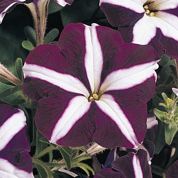 Petunia 'Carpet Blue Star' 