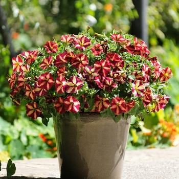 Petunia 'Cha-Ching Cherry' Balpechay US7642436