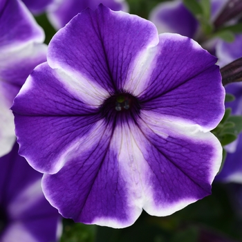 Petunia 'Blue Stardust' 