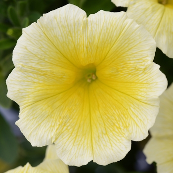 Petunia 'Yellow' 