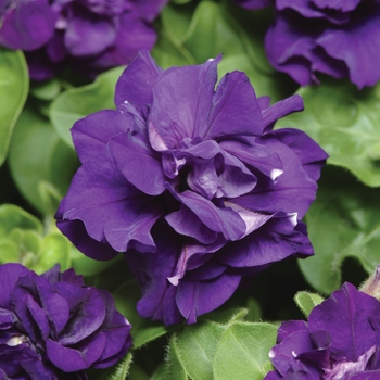 Petunia 'Blue' 