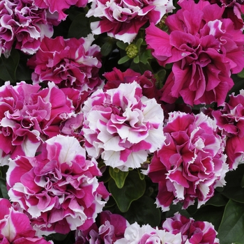 Petunia 'Rose and White' 