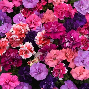 Petunia 'Mix' 