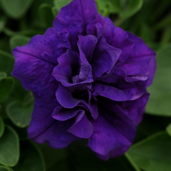 Petunia 'Blue Velvet Spreading' 