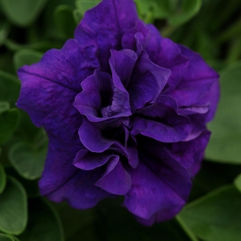 Petunia Double Wave® 'Blue Velvet Spreading'