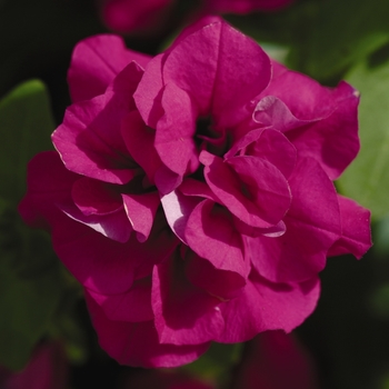 Petunia Double Wave® 'Purple Spreading'