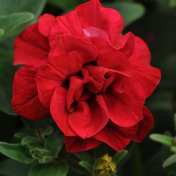 Petunia Double Wave® 'Red Spreading'