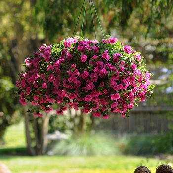 Petunia Double Wave® 'Rose Spreading'