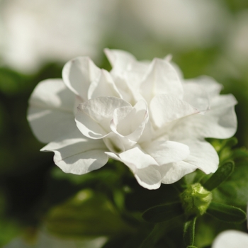 Petunia 'White Spreading' 