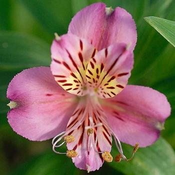 Alstroemeria 'Mauve Majesty' 