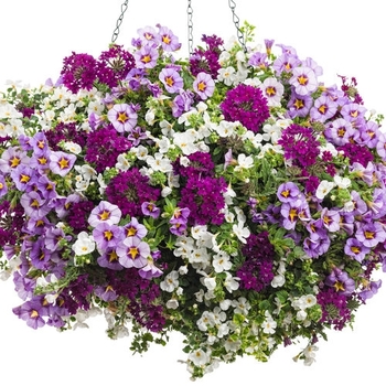 Combination Planter 'Evening Breeze' 