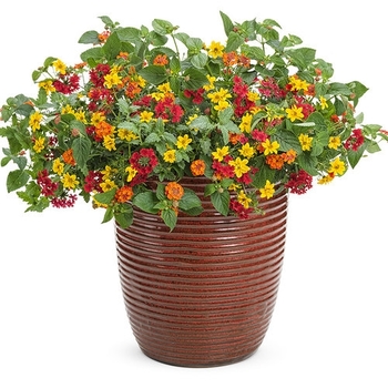 Combination Planter 'Summer Breeze'