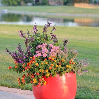 Combination Planter 'Pollinator Charmer' 