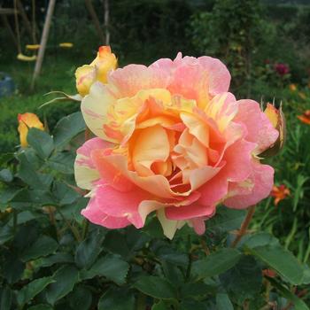 Rosa 'Alfred Sisley' 