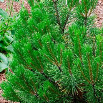 Pinus mugo 'Carsten's Wintergold' 