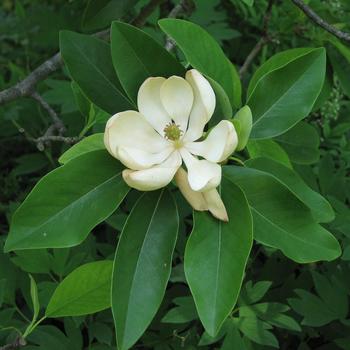 Magnolia virginiana glauca