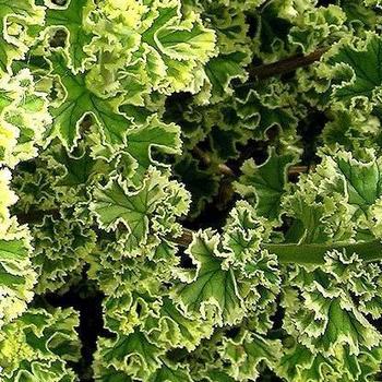 Pelargonium crispum 'French Lace' 