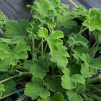 Pelargonium tomentosum 'Peppermint' 