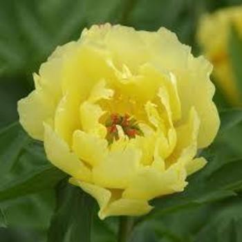 Paeonia 'Sequestered Sunshine' 