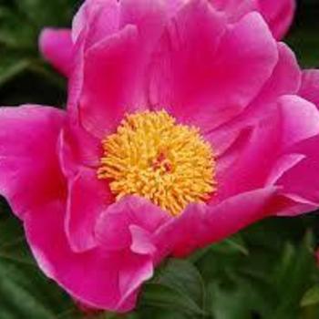 Paeonia lactiflora 'Sparkling Star' 