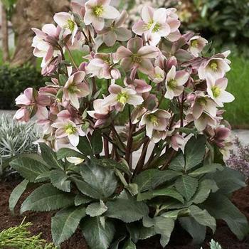 Helleborus x ericsmithii 'Pirouette' 