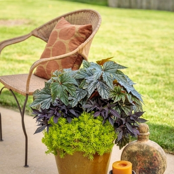 Combination Planter 'Nature Path' 