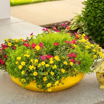 Combination Planter 'Treasure Chest' 