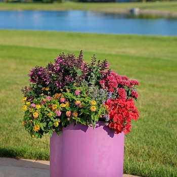 Combination Planter 'Pollinator House' 