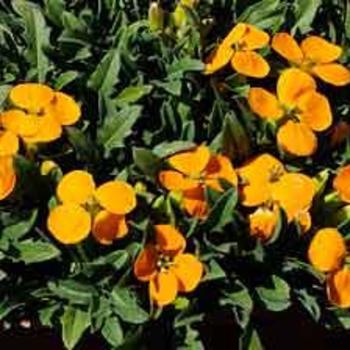 Erysimum 'Mango' 