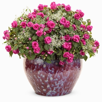 Combination Planter 'Gemstones'