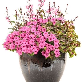 Combination Planter 'Fancy Nancy'