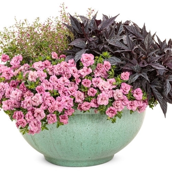 Combination Planter 'Dazzling Brilliance'