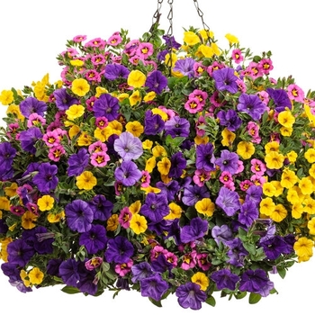 Combination Planter 'Wonderstruck'