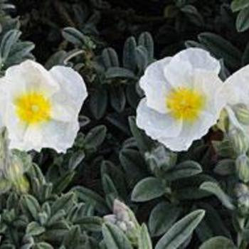 Helianthemum nummularium 'The Bride' 