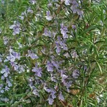 Rosmarinus officinalis 'Spice Islands' 