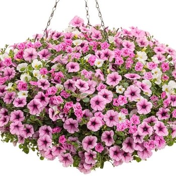 Combination Planter 'Truly Pink' 