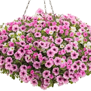 Combination Planter 'Truly Pink'