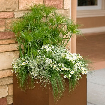 Combination Planter 'Rustic Chic' 