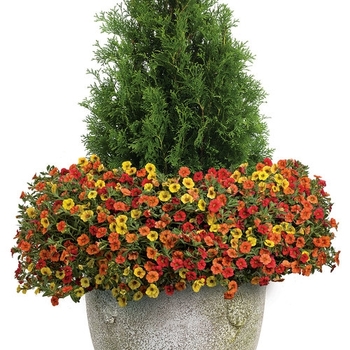 Combination Planter 'Sierra Mountain' 