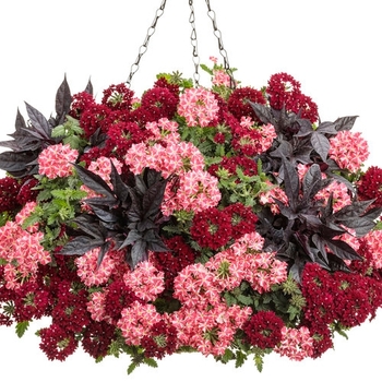 Combination Planter 'Midnight Romance' 