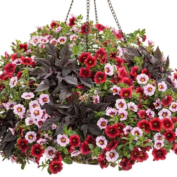 Combination Planter 'Midnight Fantasy' 