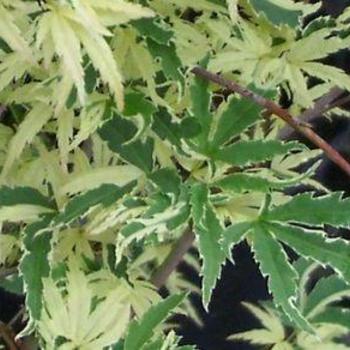 Acer palmatum 'Roseo Marginatum' 