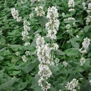 Nepeta cataria var. citriodora