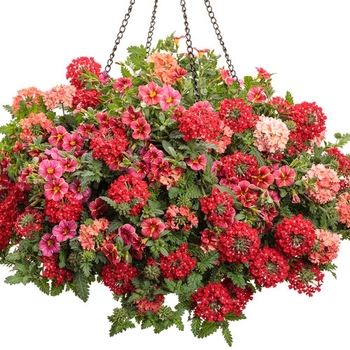 Combination Planter 'Jitterbug'