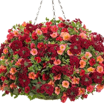 Combination Planter 'Glam Bam' 