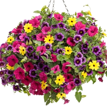 Combination Planter 'Flower Bomb'