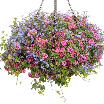 Combination Planter 'Fairy Dance' 